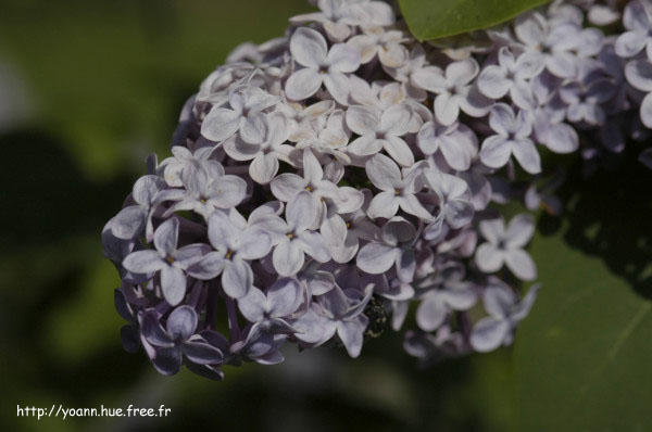 lilas
