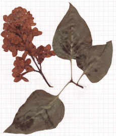 lilas