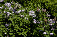 lilas