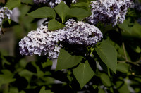 lilas