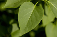 lilas