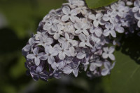 lilas
