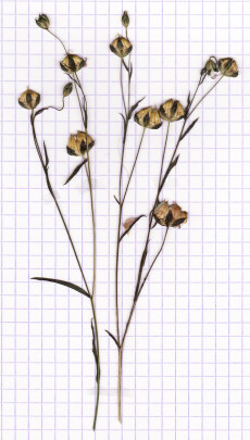 lin cultivé