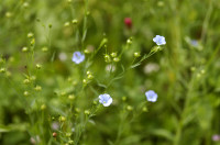 lin cultivé