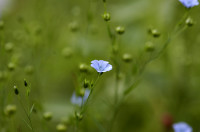 lin cultivé
