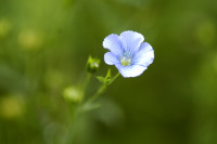 lin cultivé