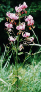 lis martagon