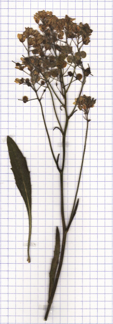 lunetiere