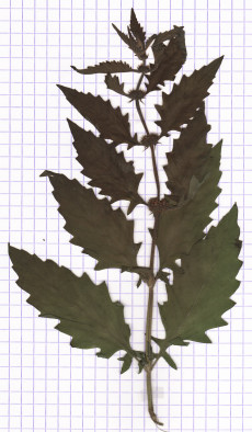 lycope