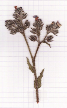 lycopsis