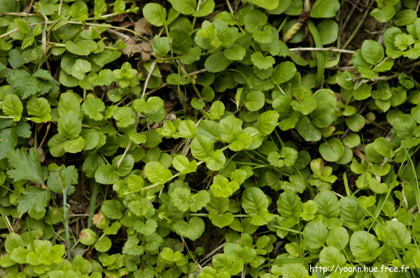 lysimaque