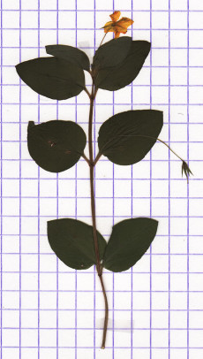 lysimaque des bois