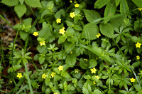lysimaque des bois