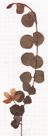 lysimaque
