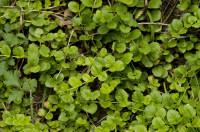 lysimaque