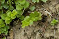 lysimaque