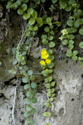 lysimaque
