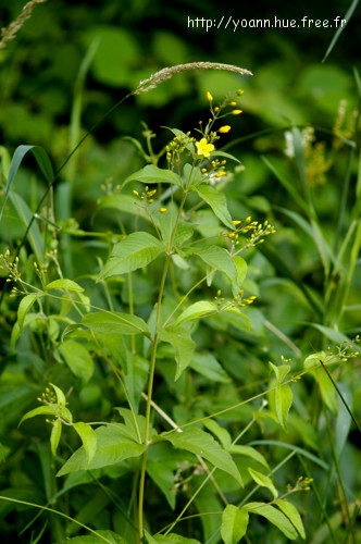 Lysimaque vulgaire