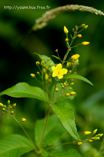 Lysimaque vulgaire