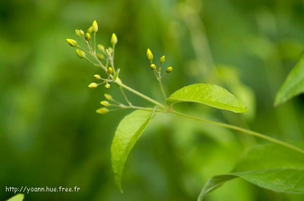 Lysimaque vulgaire