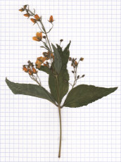 lysimaque