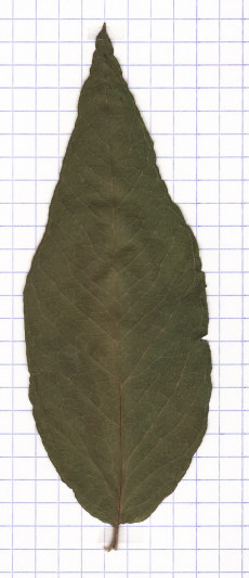 lysimaque vulgaire