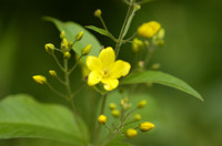 lysimaque
