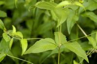 lysimaque vulgaire