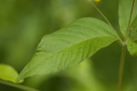 lysimaque vulgaire