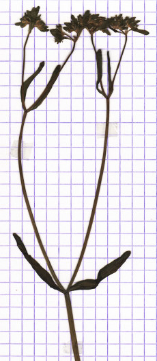 mâche