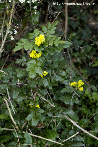 mahonia