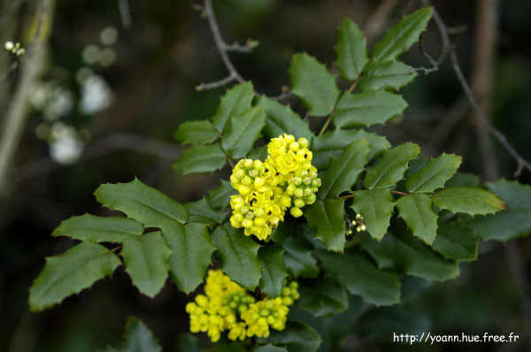mahonia