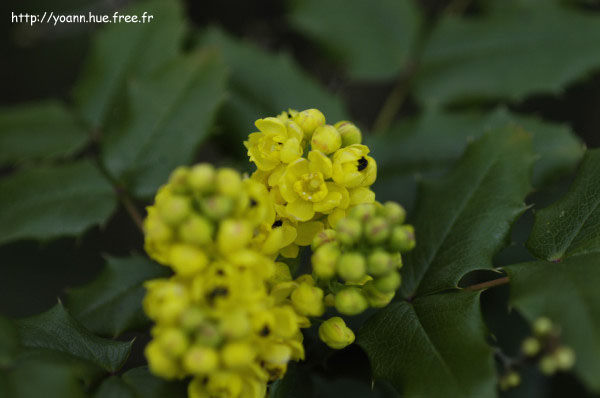 mahonia