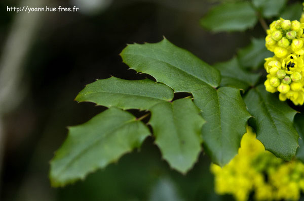 mahonia