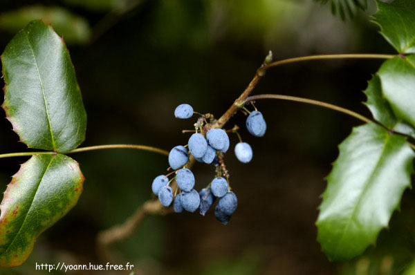 mahonia