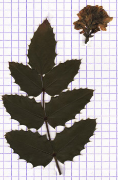 mahonia