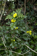 mahonia