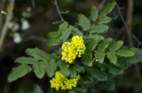 mahonia