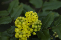 mahonia