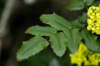 mahonia