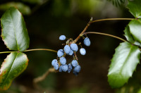 mahonia