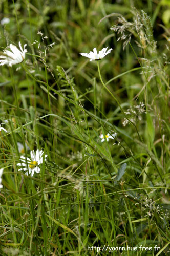 marguerite