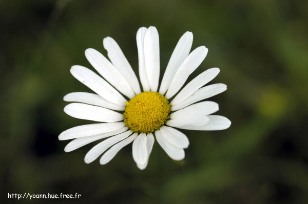 marguerite
