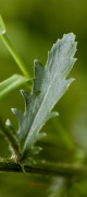 marguerite