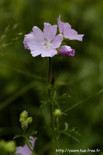 mauve musquée