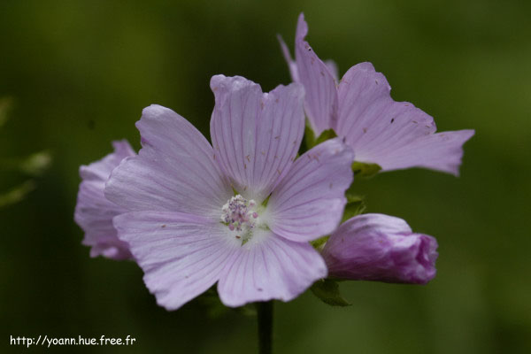 mauve musquée