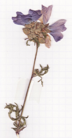 mauve musquée
