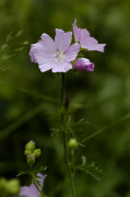 mauve musquée