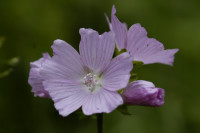 mauve musquée