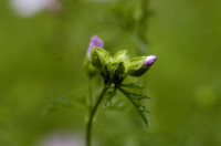 mauve musquée